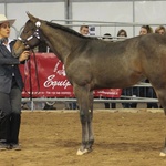 Futurity Champion weanling filly-photo by Francesco Auriemma-