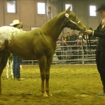 10 Months Fieracavalli Verona 2011 with Patricia Bambeck