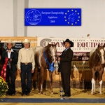 2009 European champion Yearling stallion open