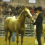 10 Months Fieracavalli Verona with Patricia Bambeck