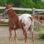 1 Month old - May 2012-