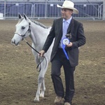 10 months old -Italian Champion weanling colts open-